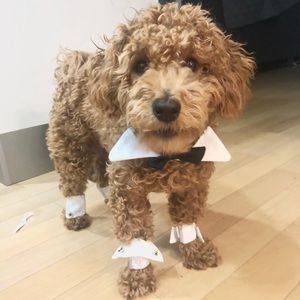 Meet your Posher, Nina